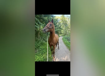 Pintohäst, Valack, 8 år, 160 cm, Fux