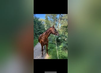 Pintohäst, Valack, 8 år, 160 cm, Fux