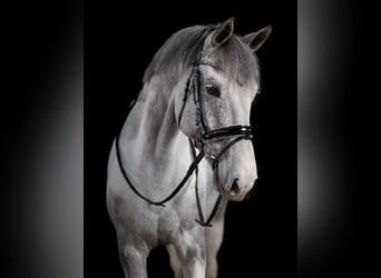 Pintohäst, Valack, 8 år, 170 cm, Pinto