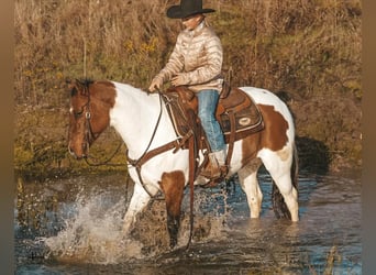 Pintohäst, Valack, 9 år, 145 cm, Pinto