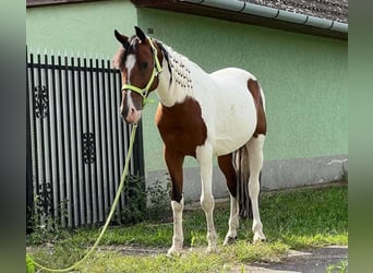 Pintohäst, Valack, 9 år, 147 cm, Pinto