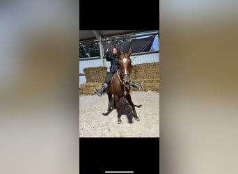 Pintohäst, Valack, 9 år, 160 cm, fux