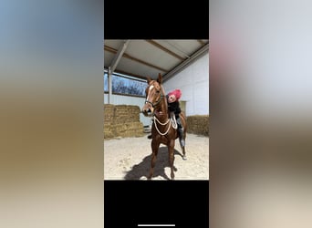 Pintohäst, Valack, 9 år, 160 cm, fux