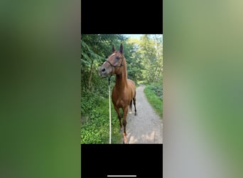 Pintohäst, Valack, 9 år, 160 cm, Fux