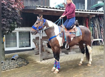 Pintohäst, Valack, 9 år, 160 cm, Pinto
