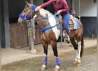 Pintohäst, Valack, 9 år, 160 cm, Pinto