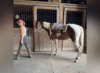 Pintos, Caballo castrado, 10 años, 152 cm, Pío