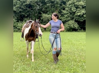 Pintos, Caballo castrado, 10 años, 152 cm, Pío