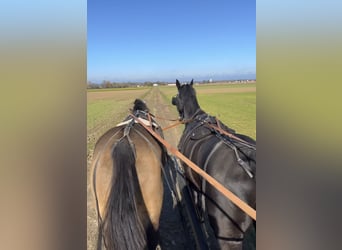 Pintos, Caballo castrado, 10 años, 166 cm, Castaño