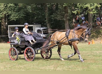 Pintos, Caballo castrado, 10 años, 166 cm, Castaño