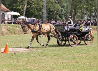 Pintos, Caballo castrado, 10 años, 166 cm, Castaño