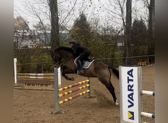 Pintos, Caballo castrado, 10 años, 166 cm, Castaño