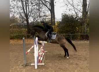 Pintos, Caballo castrado, 10 años, 166 cm, Castaño