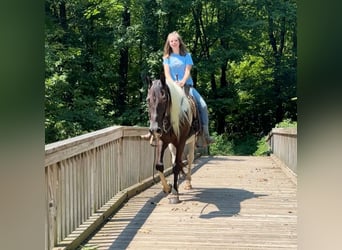 Pintos, Caballo castrado, 11 años, 152 cm, Pío