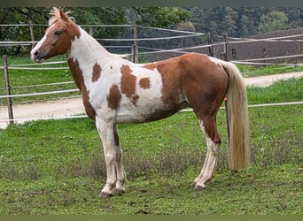 Pintos Mestizo, Caballo castrado, 11 años, 153 cm, Pío