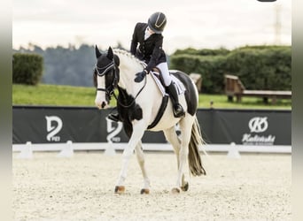 Pintos, Caballo castrado, 11 años, 164 cm, Pío