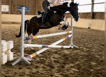 Pintos, Caballo castrado, 12 años, 155 cm, Pío
