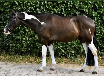 Pintos, Caballo castrado, 12 años, 155 cm, Pío