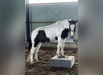 Pintos Mestizo, Caballo castrado, 13 años, 158 cm, Pío