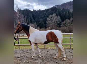 Pintos Mestizo, Caballo castrado, 13 años, 160 cm, Pío