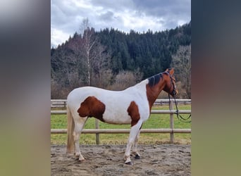 Pintos Mestizo, Caballo castrado, 13 años, 160 cm, Pío