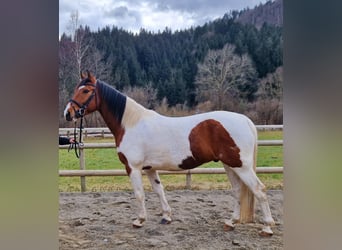 Pintos Mestizo, Caballo castrado, 13 años, 160 cm, Pío