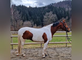 Pintos Mestizo, Caballo castrado, 13 años, 160 cm, Pío