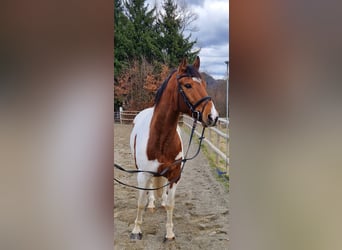 Pintos Mestizo, Caballo castrado, 13 años, 160 cm, Pío