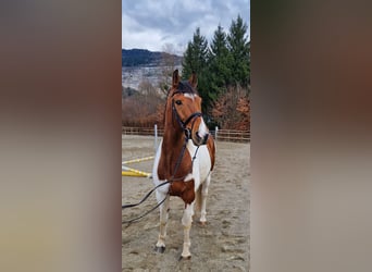 Pintos Mestizo, Caballo castrado, 13 años, 160 cm, Pío