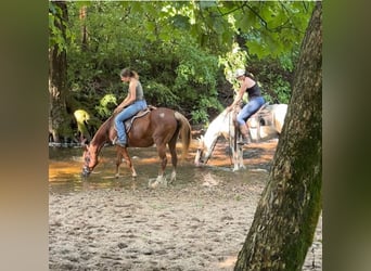 Pintos, Caballo castrado, 14 años, 142 cm