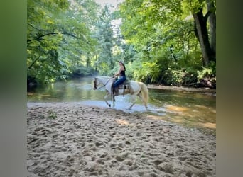 Pintos, Caballo castrado, 14 años, 142 cm