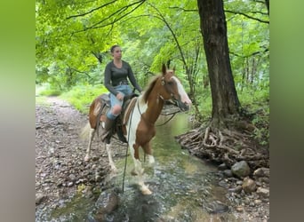 Pintos, Caballo castrado, 14 años, 152 cm, Pío