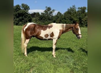 Pintos, Caballo castrado, 14 años, 152 cm, Pío