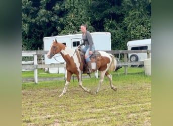 Pintos, Caballo castrado, 14 años, 152 cm, Pío