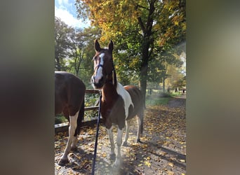 Pintos Mestizo, Caballo castrado, 14 años, 155 cm