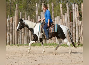 Pintos, Caballo castrado, 14 años, 157 cm, Pío