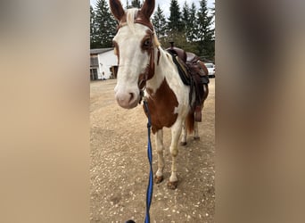 Pintos Mestizo, Caballo castrado, 15 años, 150 cm