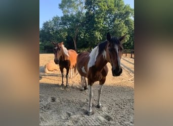 Pintos, Caballo castrado, 16 años, 180 cm, Tobiano-todas las-capas