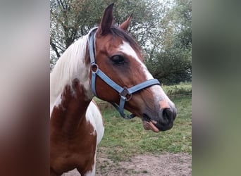 Pintos Mestizo, Caballo castrado, 18 años, 150 cm, Pío