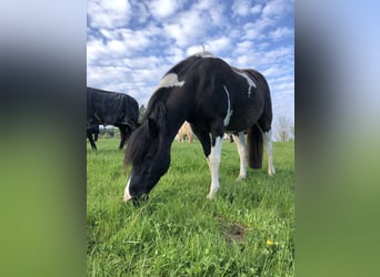 Pintos, Caballo castrado, 19 años, 140 cm, Pío