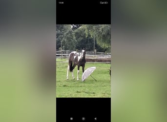 Pintos, Caballo castrado, 1 año, 169 cm, Pío
