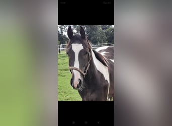 Pintos, Caballo castrado, 1 año, 169 cm, Pío