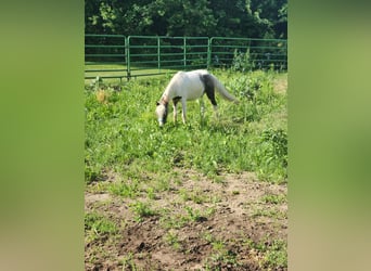 Pintos, Caballo castrado, 2 años, 112 cm, Grullo