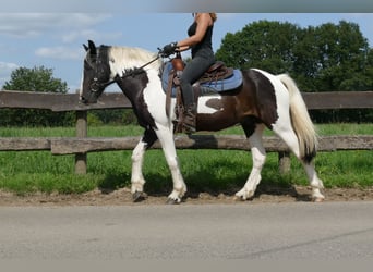 Pintos, Caballo castrado, 3 años, 141 cm, Pío