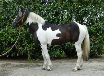 Pintos, Caballo castrado, 3 años, 141 cm, Pío