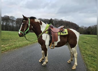 Pintos, Caballo castrado, 3 años, 143 cm, Pío