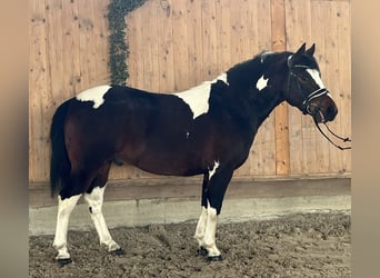 Pintos Mestizo, Caballo castrado, 3 años, 146 cm, Pío