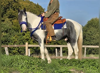 Pintos, Caballo castrado, 3 años, 149 cm, Pío