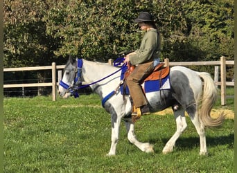 Pintos, Caballo castrado, 3 años, 149 cm, Pío