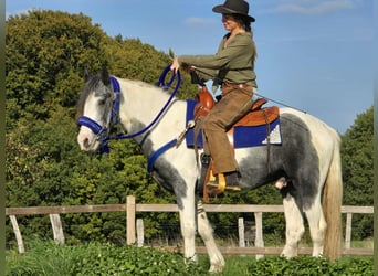 Pintos, Caballo castrado, 3 años, 149 cm, Pío